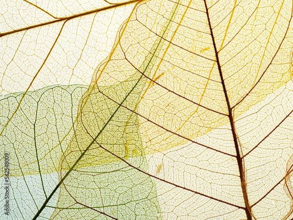Obraz leaf texture pattern, leaf background with veins and cells - macro photography