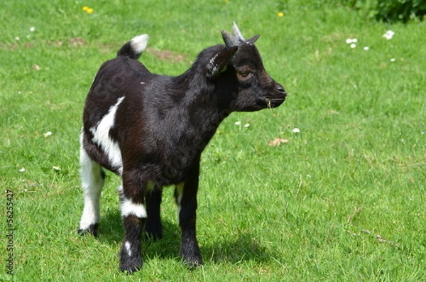 Obraz Junger Ziegenbock auf der Weide
