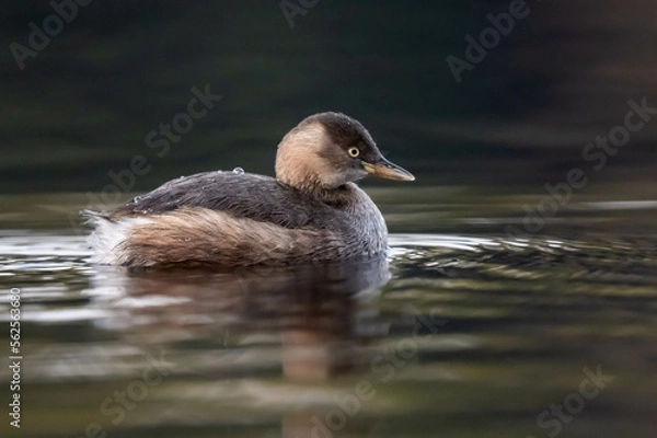 Fototapeta Little grebe in winter.