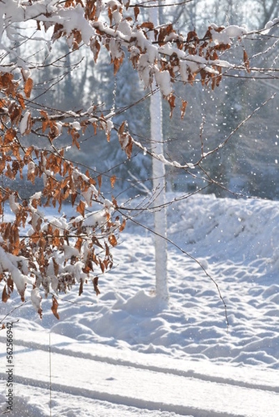Obraz Feuilles mortes sous la neige 