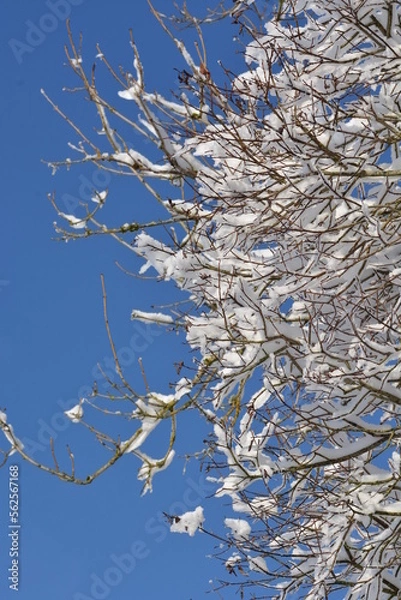 Fototapeta Branches d'arbre enneigée sous le ciel bleu