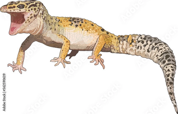 Fototapeta Drawing leopard gecko, beautiful, art.illustration, vector