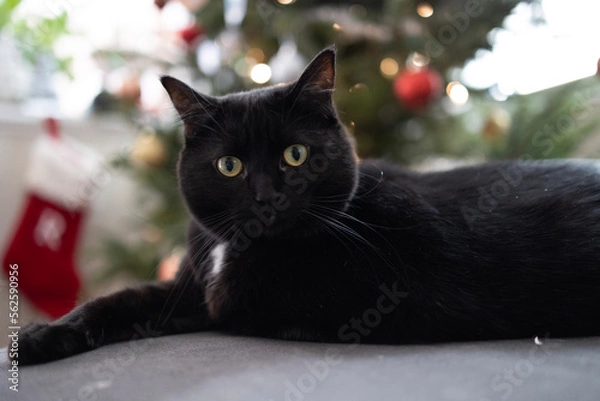 Obraz black and white cat