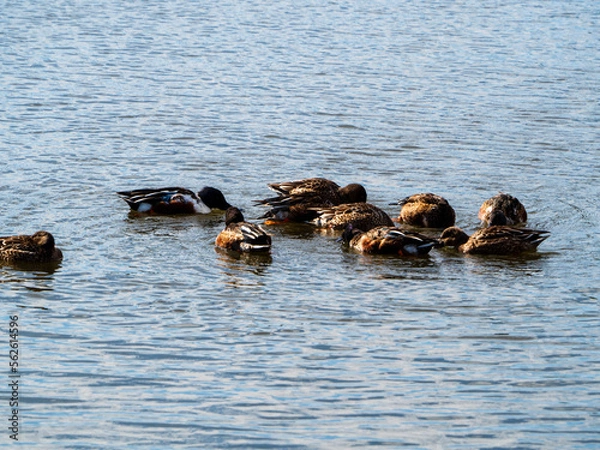 Fototapeta ぐるぐる回る鴨