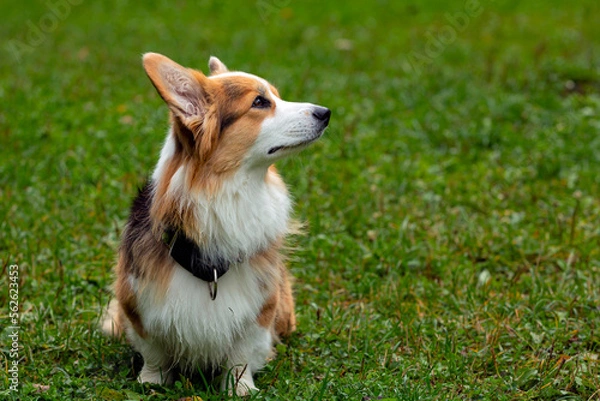 Fototapeta The Welsh Corgi dog on a green field. Close-up