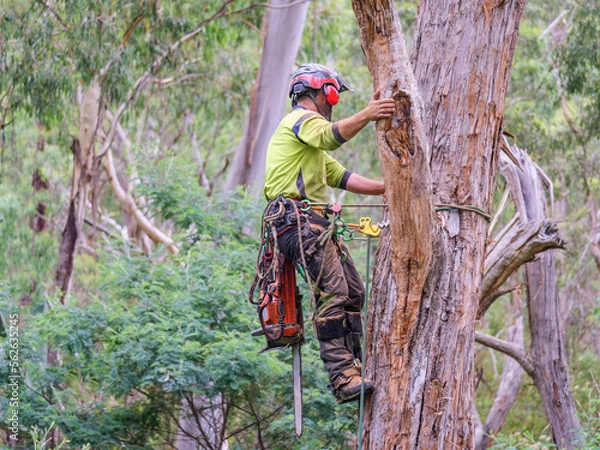 Fototapeta Up A Tree With A Chainsaw