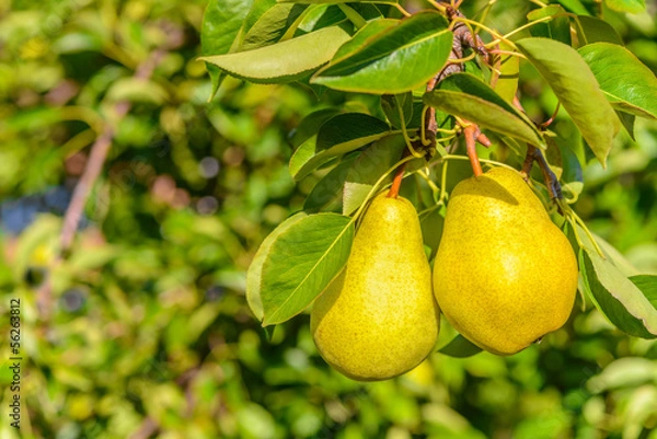 Fototapeta Two pears on tree branch
