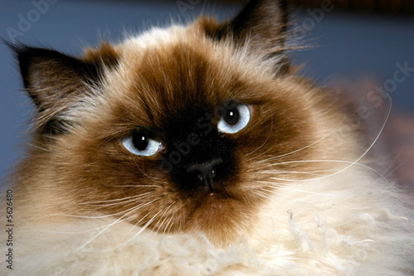 Fototapeta stern looking himalayan cat