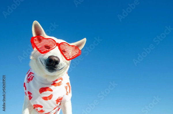 Obraz Pies zakochany