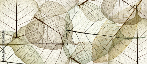 Fototapeta leaf texture pattern, leaf background with veins and cells - macro photography