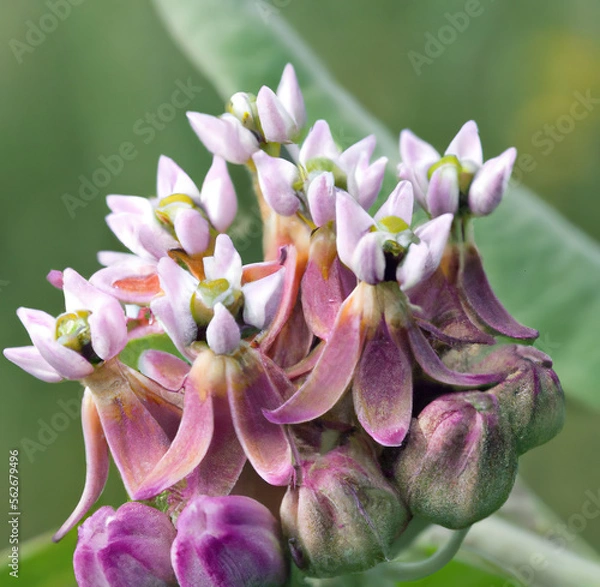 Obraz Close up of pink milkweed over green leaves created using generative ai technology