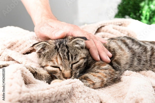 Fototapeta A striped cat rests and sleeps lying on a blanket in a room, a man's hand caresses the pet. Relationship between man and animal.