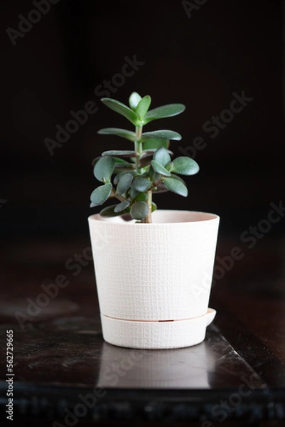 Fototapeta crassula
