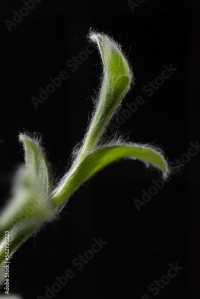 Fototapeta fluffy plant leaf

