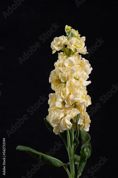 Obraz delphinium