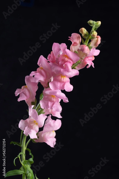 Fototapeta delphinium
