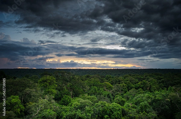 Obraz Sunset in rainforest