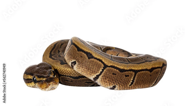 Fototapeta Pinstripe ballpython snake aka Python regius, curled up. Detailed head facing camera. Isolated cutout on transparent background.