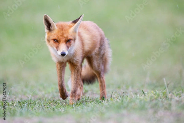 Fototapeta red fox