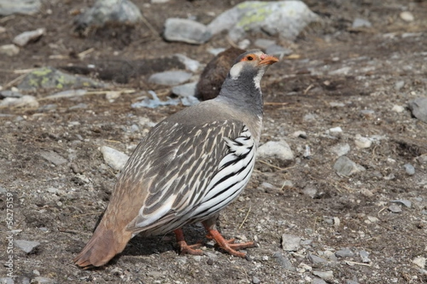 Obraz Odd Nepal Pigeon