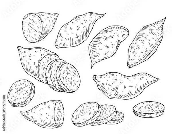 Obraz Slice and whole sweet potato. Vintage engraving vector black illustration. Isolated on white