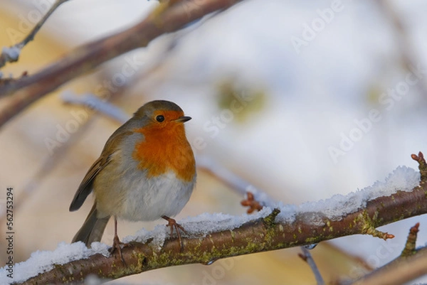 Obraz Robin on a branch. Winter background. 