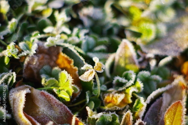 Fototapeta 霜が降りた日