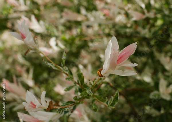 Obraz Close up of a Branch of blooming Hakuro Nishiki willow bush (flamingo or dappled japanese willow) on the backgroung