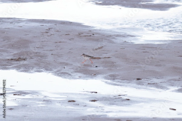 Obraz redshank on the beach