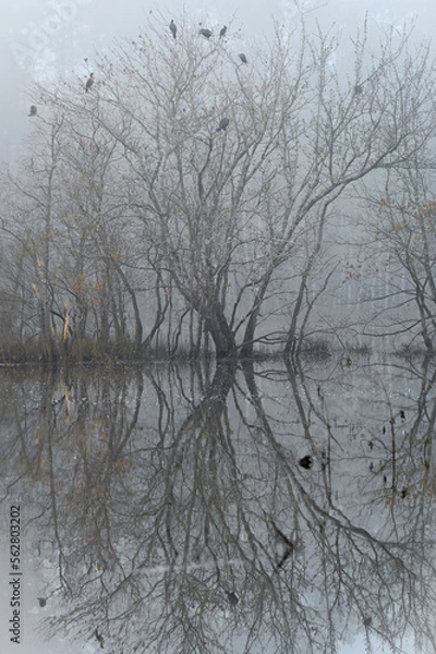 Fototapeta Heavy fog seems to steal the colors from the landscape, leaving only shades of grey.