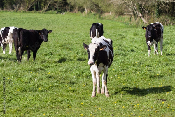 Obraz Troupeau de veaux