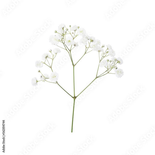 Obraz Closeup of small white gypsophila flowers isolated on white