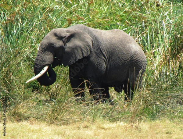 Obraz Elefante africano.