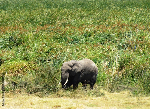Obraz Elefante africano.