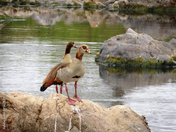 Obraz Ganso del Nilo.