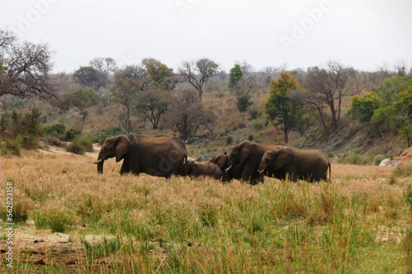 Obraz Elefante africano.