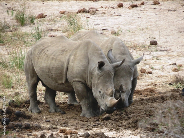Obraz Rinoceronte blanco.
