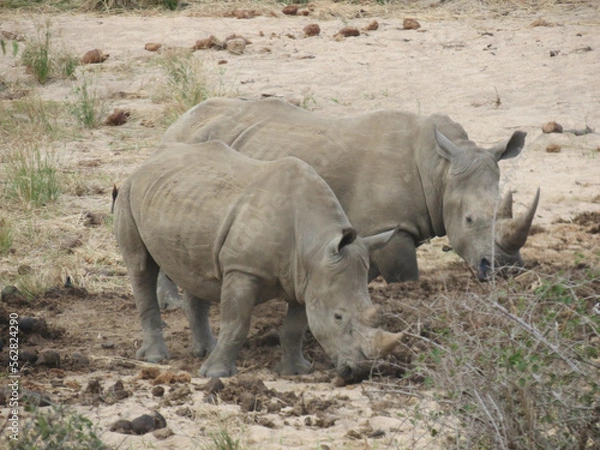 Obraz Rinoceronte blanco.