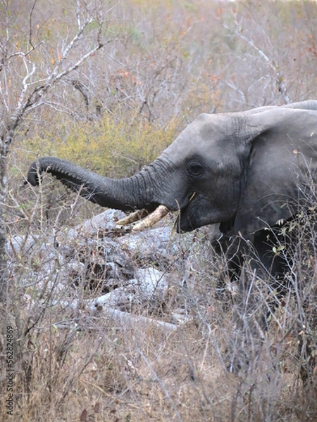 Obraz Elefante africano.