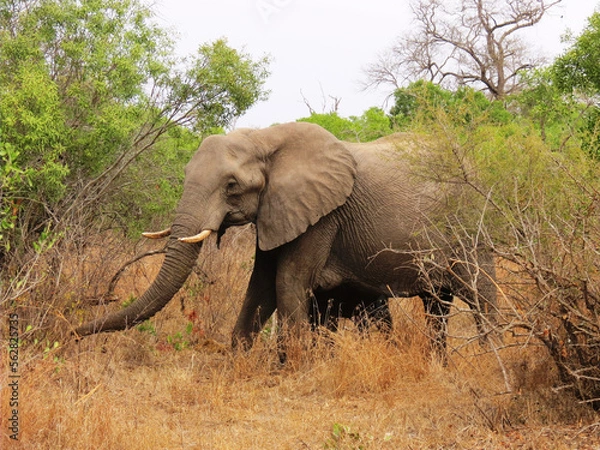 Obraz Elefante africano.