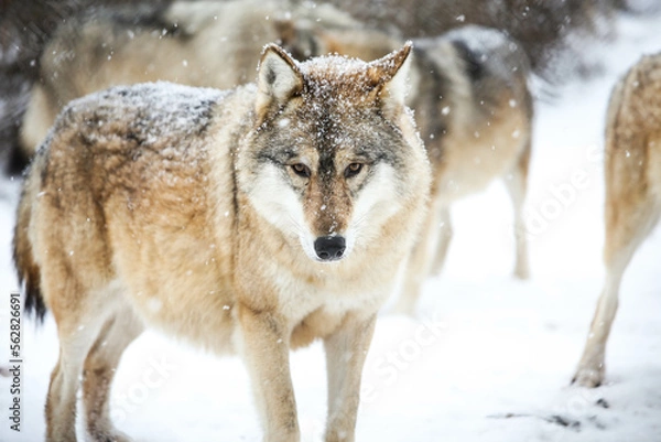 Obraz Gray wolf in the snow