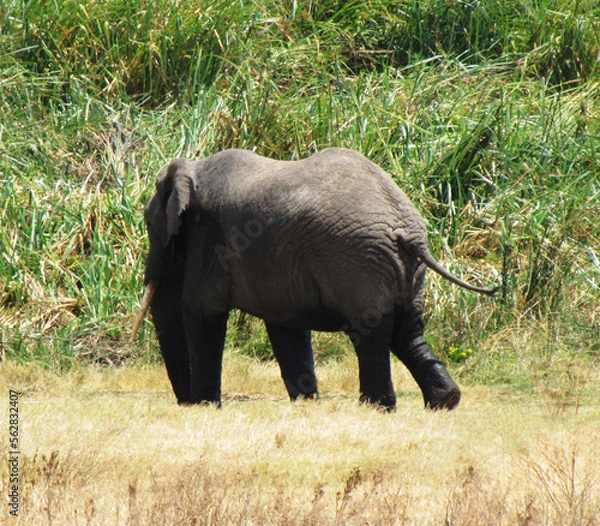 Obraz Elefante africano.