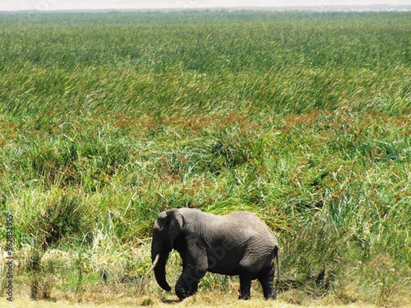 Obraz Elefante africano.