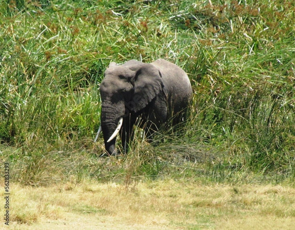 Obraz Elefante africano.