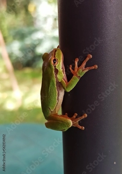 Obraz Little green frog