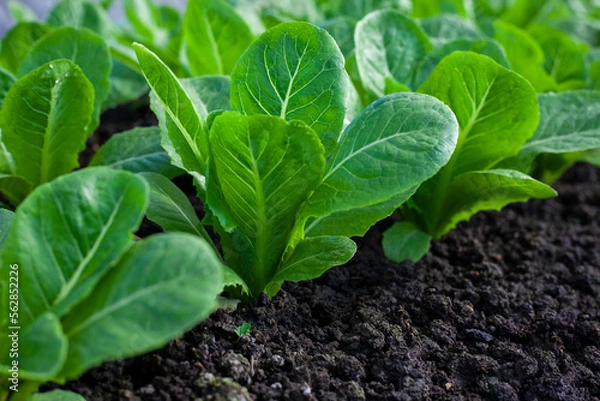 Fototapeta bok-choy vegetable grow using hydroponic method in the garden. baby pak choi in park. Bok choy - also known as pak choi, Chinese cabbage - growing in Brassica patch of parkland bed in soil