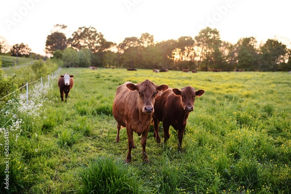 Obraz Brown Cows in a Green Pasture in Golden Evening Light