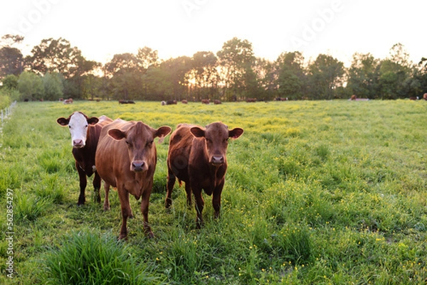 Obraz Brown Cows in a Green Pasture in Golden Evening Light