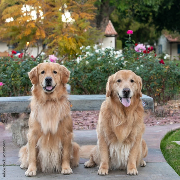 Fototapeta Two golden retrievers in a beautiful garden setting
