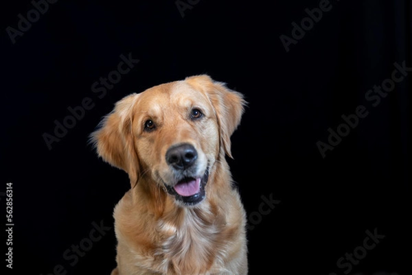 Fototapeta GOLDEN RETRIEVE FACE WITH GREAT EXPRESSION IN A STUDIO